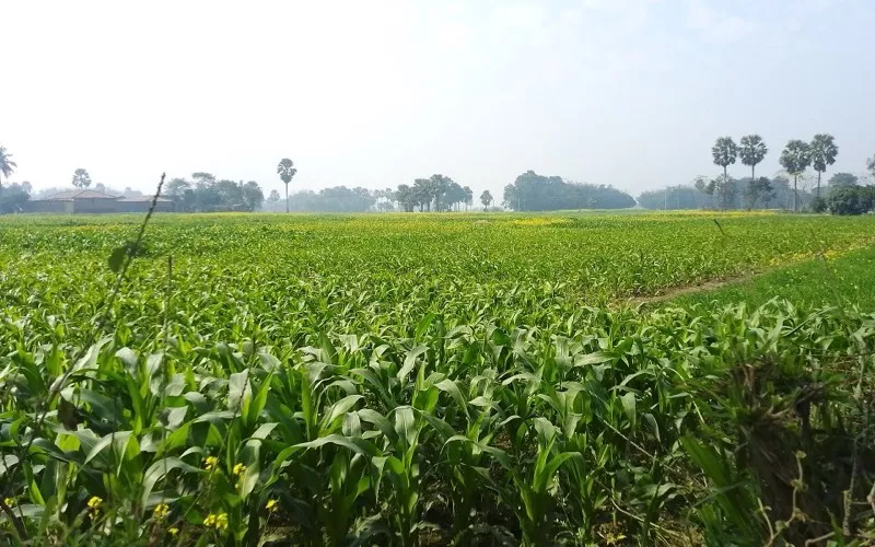 बालूटोला गाँव, बिहार में मक्के का खेत