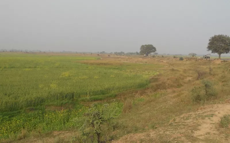 Farm fields and field bunds near Buxar, Bihar
