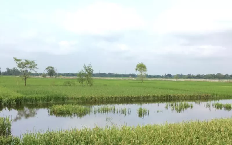बिहार में धान का खेत