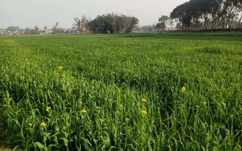 Wheat field in a Bihar village