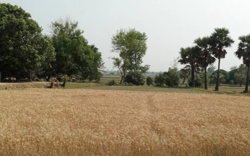Ripe wheat field in Sugauna village, Bihar