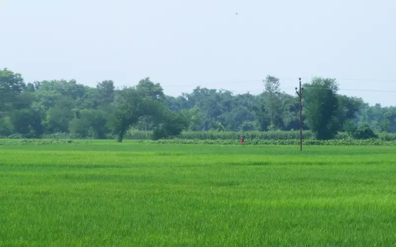 बिहार में धान का हरा खेत